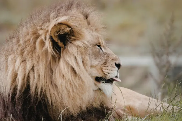 10 somatskih tehnik za zdravo izražanje jeze in občutenje življenjske sile
