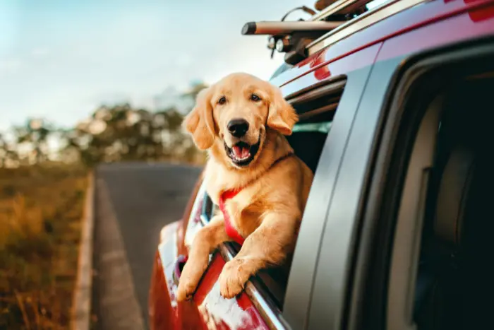 Kaj nas psi učijo o življenju: lekcije, na katere pogosto pozabimo