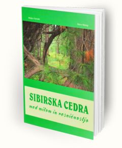 Sibirska cedra